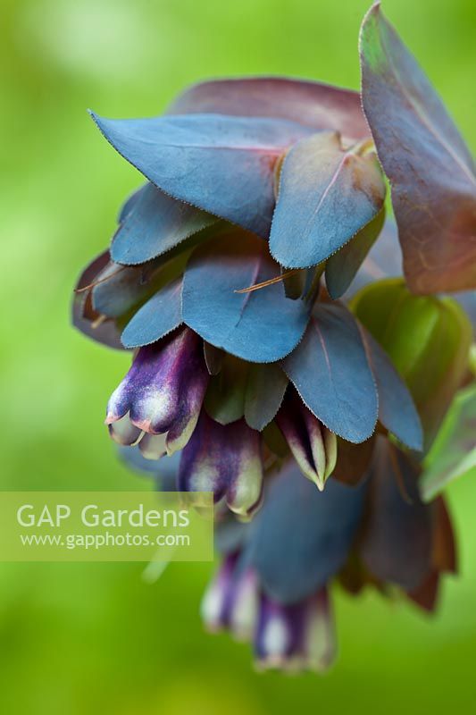 Honeywort Cerinthe major Purpurascens Juillet été fleur hardy annuelle bleu violet feuillage feuille glaucus jardin plante