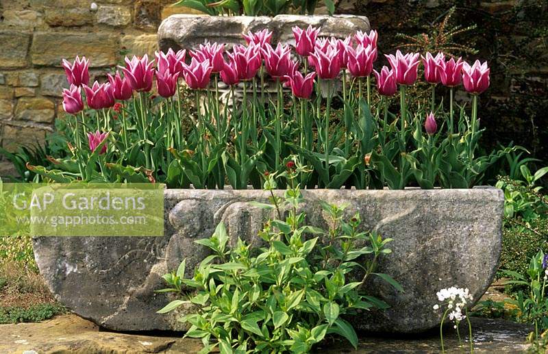 Hever Castle Kent Tulipa Maytime dans l'évier en pierre
