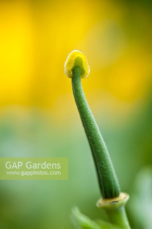 Gousse Glaucium flavum pavot à cornes jaune pavot à fleurs d'été vivace juin pluie gouttes de pluie feuilles graisseuses feuillage jardin