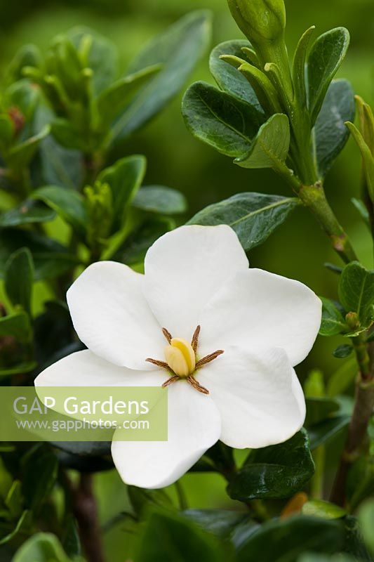 Gardenia jasminoides Kleim's Hardy cap jasmin fleur d'été arbuste à feuilles persistantes parfum parfumé parfum plante de jardin de juin