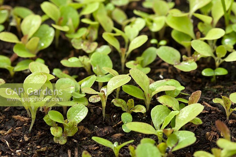 salade laitue sativa semis germer été juin feuille feuillage compost maison cultivé organique légume potager plante jardin