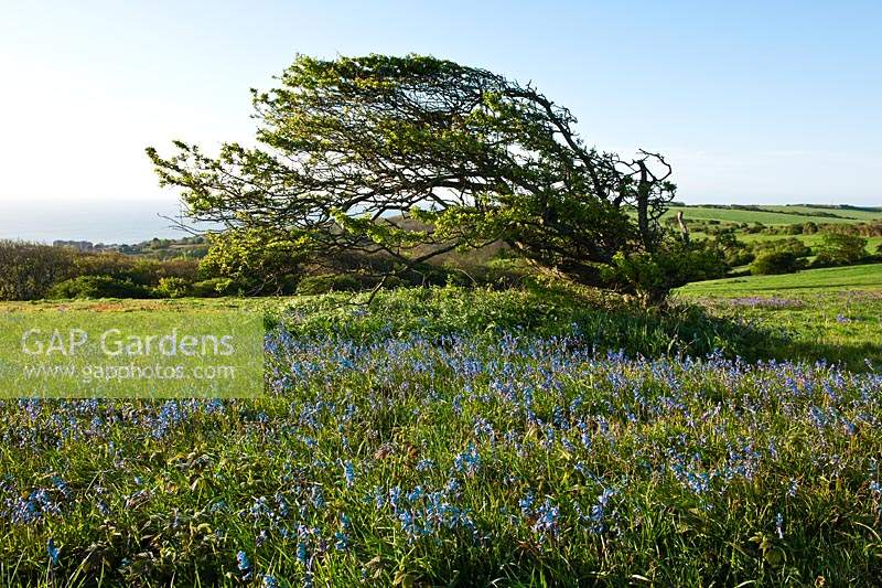 Le vent formé affecte les aubépines balayés Warren Hill East Sussex printemps mai paysage lever du soleil soleil ensoleillé matin ciel bleu clair