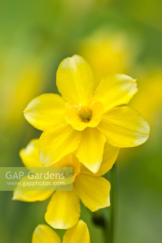 Narcisse New Baby jonquille division 7 jonquilla nain bicolore fleur tardive bulbe jaune plante de jardin d'avril
