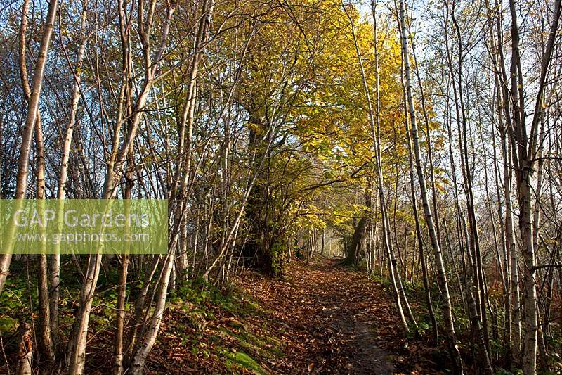 Châtaignier européen Castanea sativa bouleaux argentés Betula pendula réserve naturelle automne automne feuille couleur arbres chemin bois mousse soleil