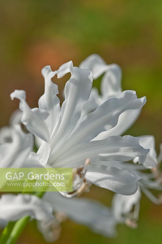 Glacier Nerine automne automne bulbe à fleurs blanc octobre jardin de fleurs ensoleillé plante de jardin