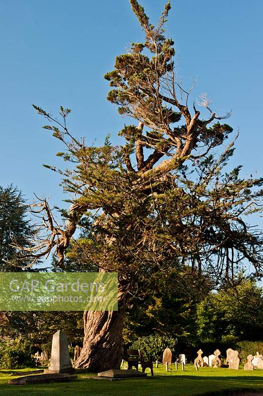 Cèdre rouge de l'Est Juniperus virginiana Birdham churchyard Sussex ancienne torsion déformée grand arbre église automne automne soleil soleil