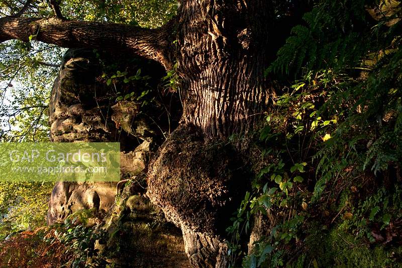Chêne pédonculé Quercus robur affleurement de grès de l'East Sussex accroché à l'érosion des arêtes en croissance racines exposées matin soleil soleil lumière
