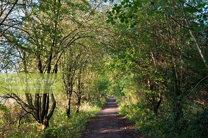 Ligne de chemin de fer désaffectée Sentier public Bridleway Cycle de vélo Cycle rural Pays vert Route creuse couverte de feuilles indigène