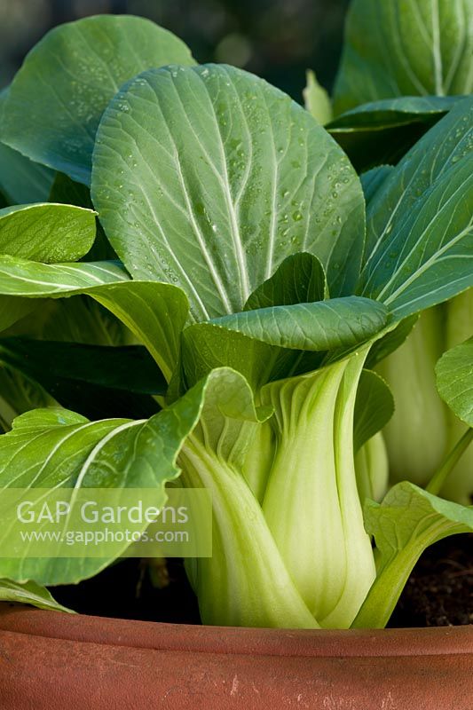 blanc pak choi chinois sauté vegtable été feuille feuillage légume salade vert organique maison cultivé septembre potager