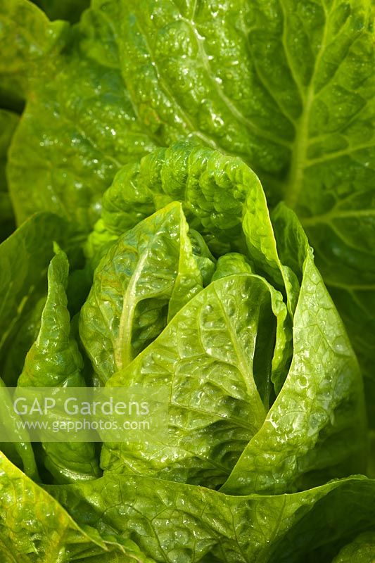 Cos Laitue Bulles Lactuca sativa Feuillage D'été Pot Légumes Cultivé Maison Bio Comestible Cuisine Jardin Plante
