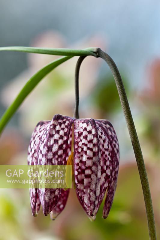 Lily à carreaux Fritillaria meleagris serpents tête de serpent fritillaire printemps été fleur vivace sauvage indigène pré violet