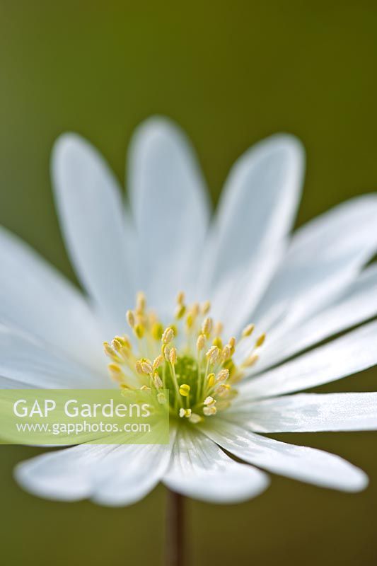 Windflower Anemone blanda White Splendor dé à coudre grecque fleur de printemps soleil ensoleillé ciel bleu avril plante jardin