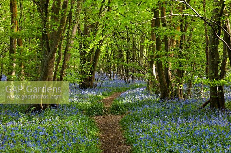 English Bluebells Hyacinthoides non-scriptus arbres forestiers sauvages indigènes forêt fleur de printemps bleu mai plantes Blackbrook