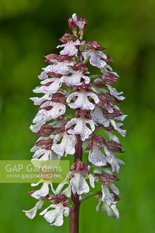 Lady Orchid Orchis purpurea fleur d'été vivace sauvage indigène juin violet brun blanc Denge Wood Kent England meadow field