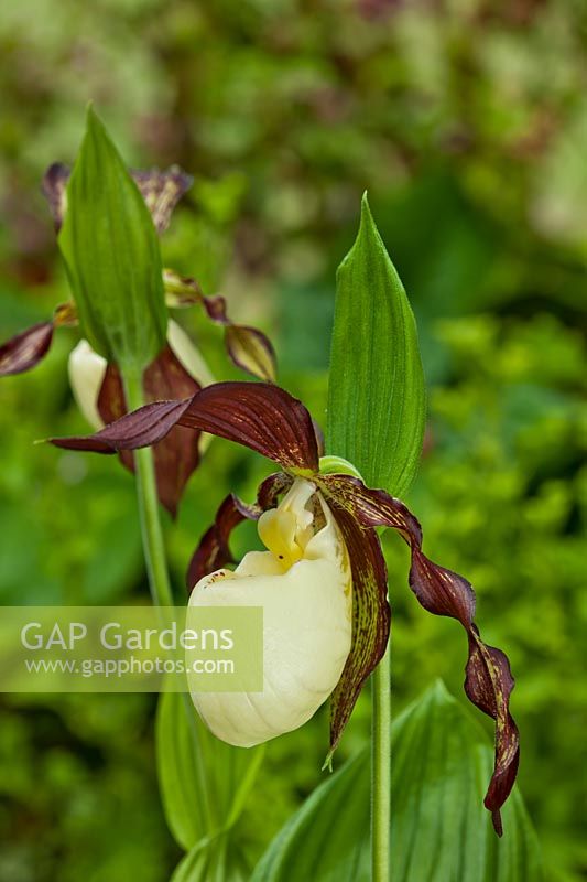 Kentucky lady's slipper orchid Cypripedium kentuckiense fleur vivace été juin jardin plante rustique brun jaune indigène sauvage