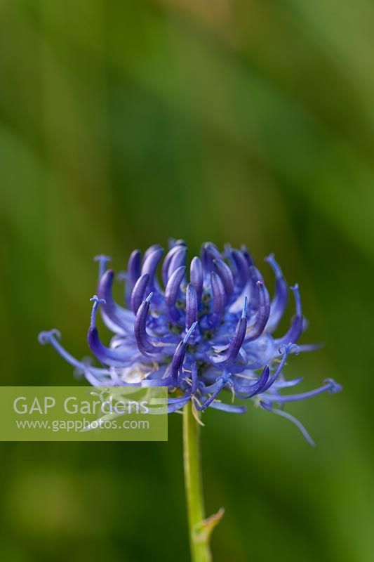 Rampion à tête ronde Phyteuma orbiculare fleur d'été indigène sauvage vivace violet bleu juillet jardin plante Mount Cayburn South