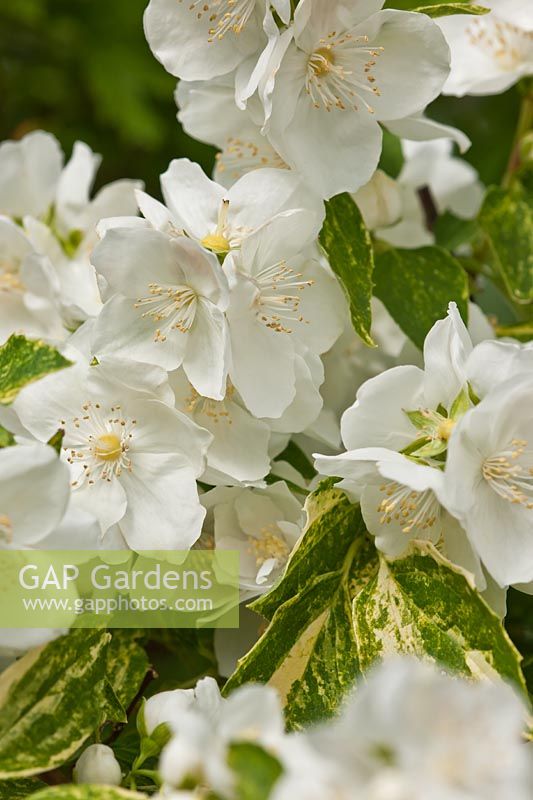 Mock orange Philadelphus Innocence été fleur d'arbuste à feuilles caduques parfum parfumé parfum blanc juillet jardin plante fleurs variegate