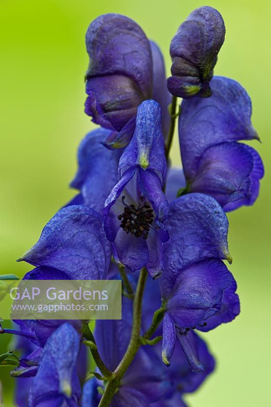 Monkshood Aconitum Bressingham Spire fleur d'été vivace bleu violet violet août fleurs jardin plante