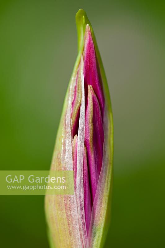 Guernesey Lily Nerine undulata bud