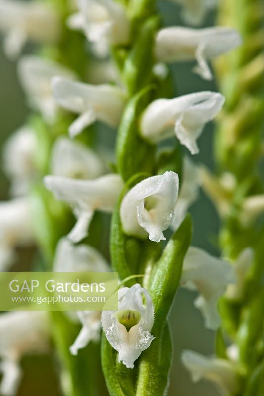 Hochement de tête automne dames tresses Spiranthes cernua Chadds Ford orchidée spirale en spirale de la fin de l'été
