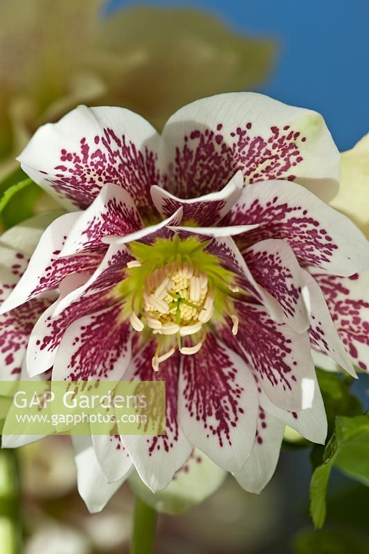 Helleborus x hybridus Cendrillon hellébore fleur de fin d'hiver vivace printemps carême rose semi-double blanc rose rouge fleurit