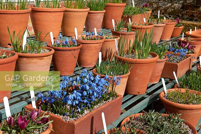 Scille de Sibérie Scilla siberica fleurs de printemps pots pots étagères en terre cuite affichage bleu mars West Dean Sussex fleurs