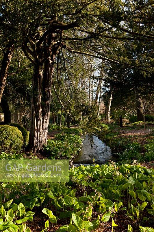 West Dean Sussex woodland walk stream eau qui coule arbres couverture d'ombre buis Buxus sempervirens soleil ciel bleu ensoleillé printemps mars