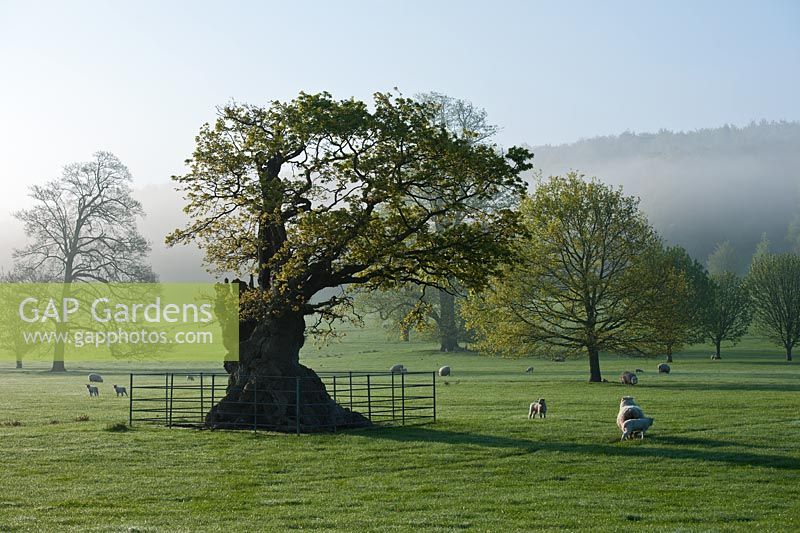 Chêne ancien Quercus roburparkland arbres moutons herbe vue soleil ciel bleu ensoleillé downs du sud West Dean College Sussex rural country