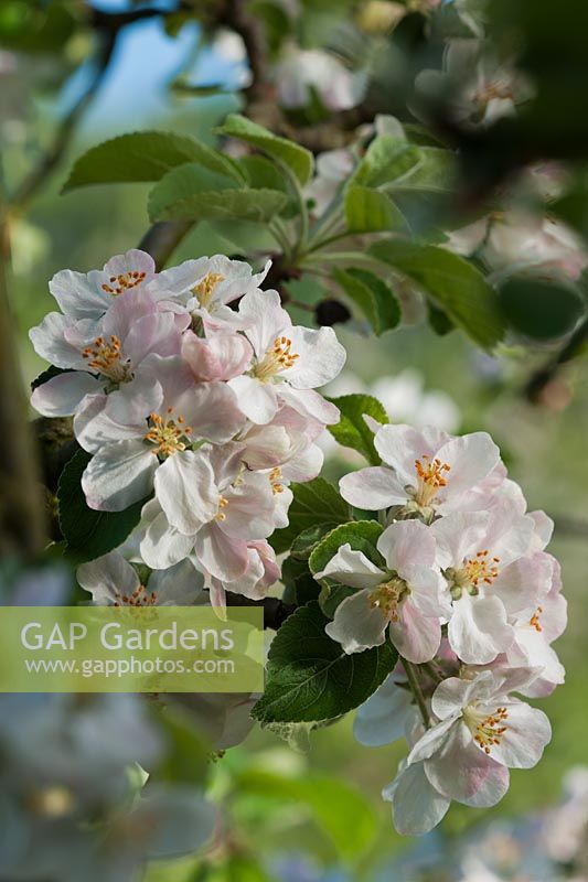Apple Cox's Pomona blossoms cordon formé arbre fruitier Fleurs de printemps fleurs West Dean college jardin clos jardin ensoleillé