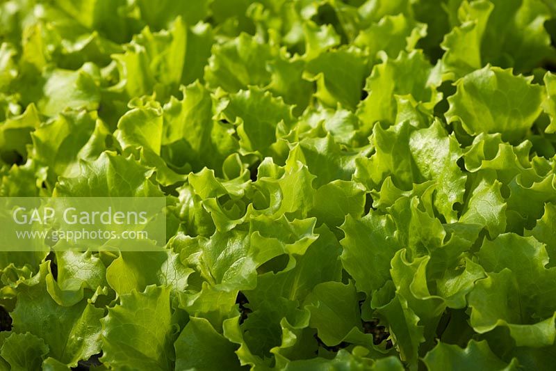 Laitue Lettonie Semis Printemps Culinaire Feuille Verte Avril Potager Cuisine Plante Modules Organiques Plateau Modulaire