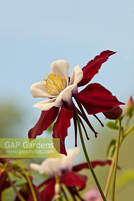 Ancolie européenne Aquilegia vulgaris Louisiane Granny's bonnet Fleur de printemps Avril rouge blanc fleurs fleurs fleurs close-up
