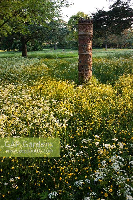 zones de fleurs sauvages parterres de vache Persil Anthriscus sylvestris Renoncules rampantes Ranunculus repens fleurs de début d'été May West
