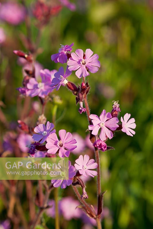 Campion rouge SIlene dioica East Sussex rose d'été prairie sauvage indigène champ sud downs soleil matin ensoleillé haies jardin vivace