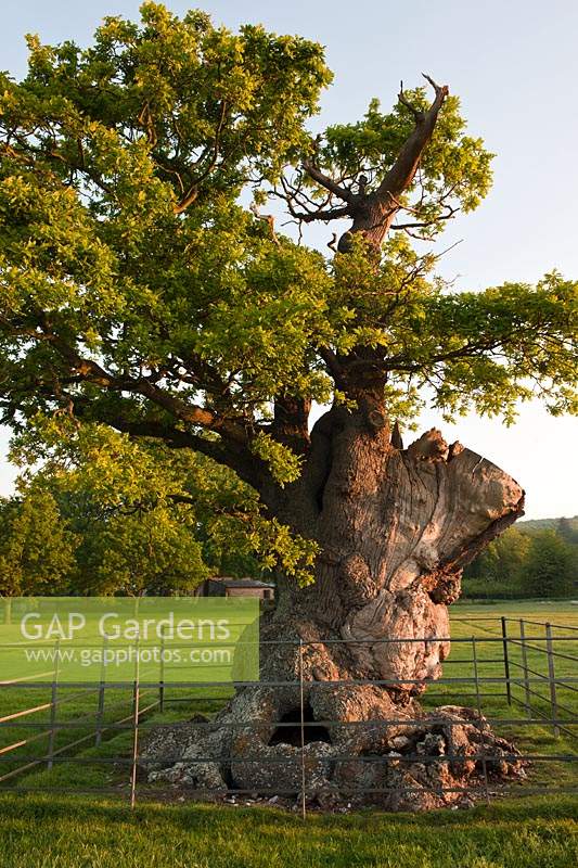 Chêne ancien Quercus robur pâturage champ South Downs début de l'été mai West Dean vue soleil ciel bleu ensoleillé West Sussex