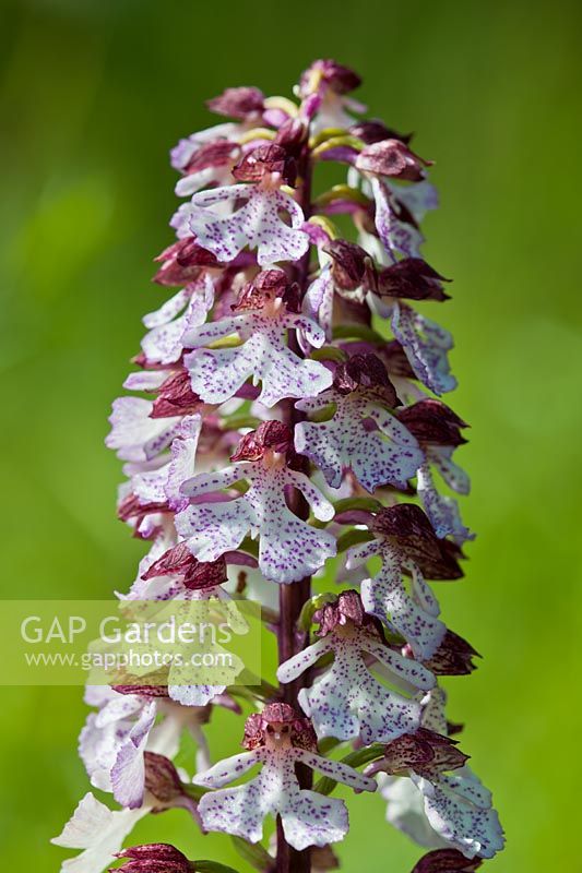 Lady Orchid Orchis purpurea indigène vivace sauvage mai fleurit fleurs fleurs National Nature Reserve Wildlife Trust close-up