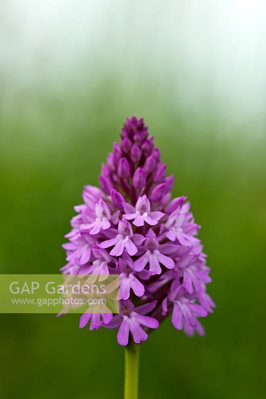 Pyramidal Orchid Anacamptis pyramidalis fleur été indigène sauvage vivace violet rose juin jardin plante South Downs