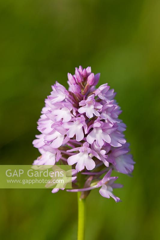 Orchidée pyramidale Anacamptis pyramidalis forme blanc pâle fleur d'été indigène sauvage vivace violet rose juin plante jardin