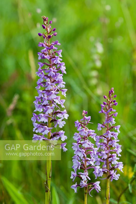 Orchidée parfumée Gymnadenia conopsea fleur été indigène sauvage vivace violet lilas blanc pâle plante de jardin de juin South Downs