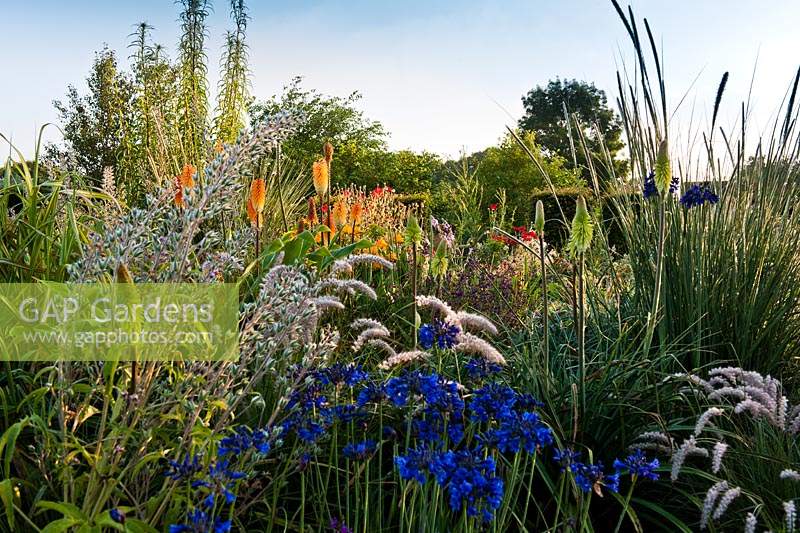 Agapanthus Marchants bleu nuit lys africain Oruzopsis milliacea Pennisetum macrourium villosum parterres de fleurs vivaces orn