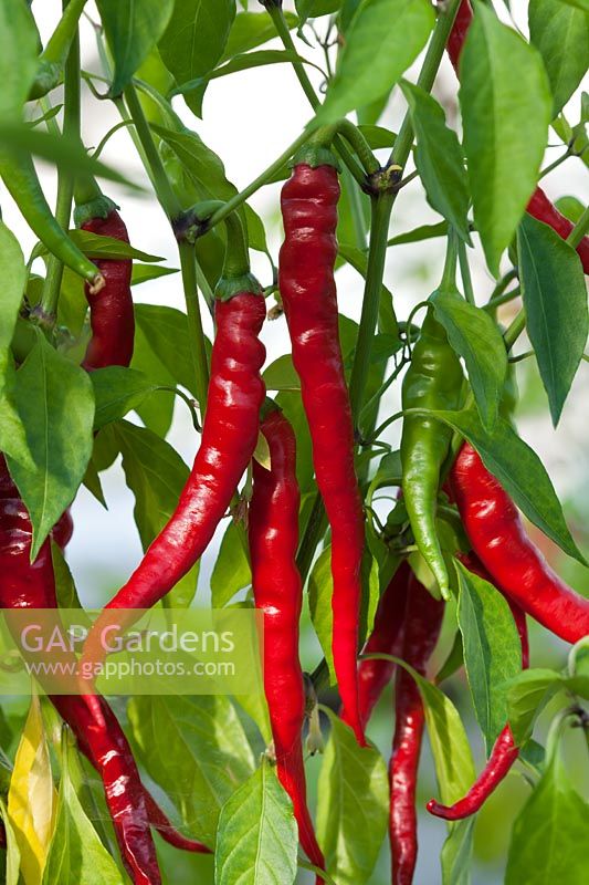piment Capsicum chinense Long Slim Cayenne été légumes épices chaud juillet rouge cuisine pot de jardin pot cultivé bio