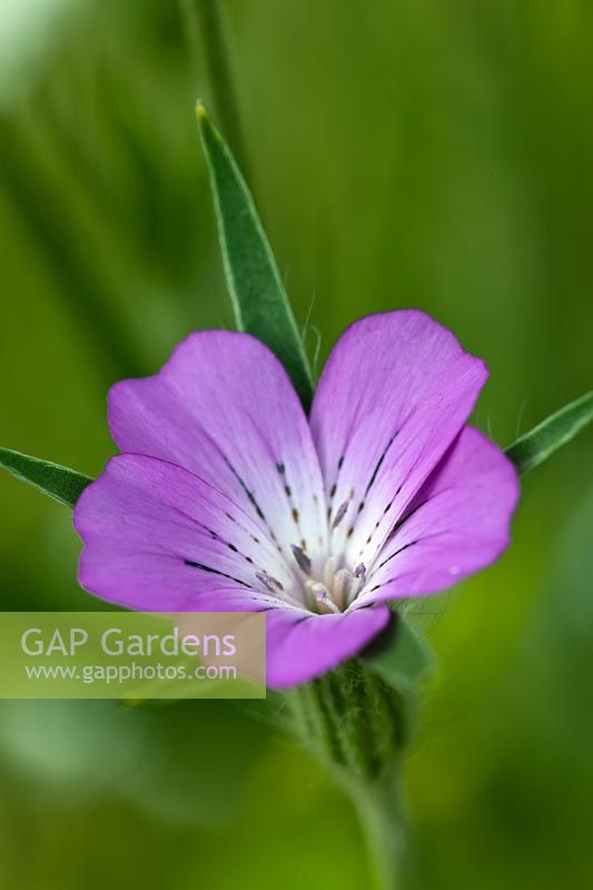 Agrostemma githago Corncockle commun champ de fleurs sauvages indigènes pré juillet fleur pourpre close-up closeup