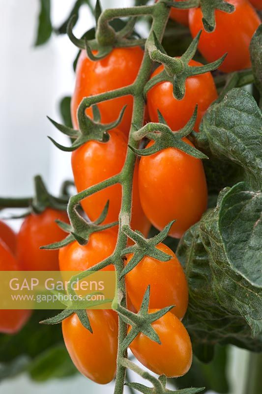Tomate greffée Santorange été vigne légume orange rouge cuisine jardin plante organique serre serre