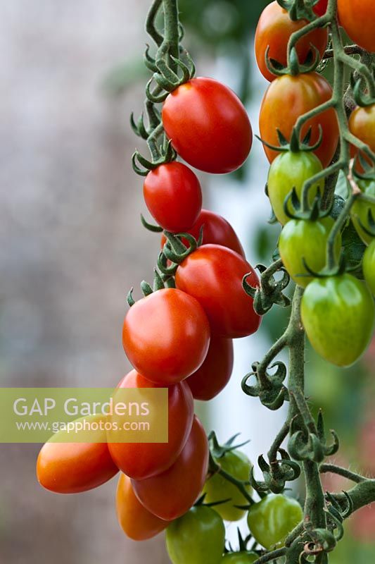 Tomato Cupido greffé été vigne légume orange rouge cuisine jardin plante organique maison serre