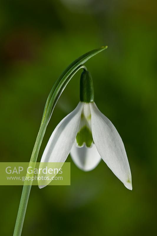 Galanthus nivalis 'Long Drop' perce-neige commun hiver printemps fleur bulbe nain blanc vert janvier fleur fleur close-up