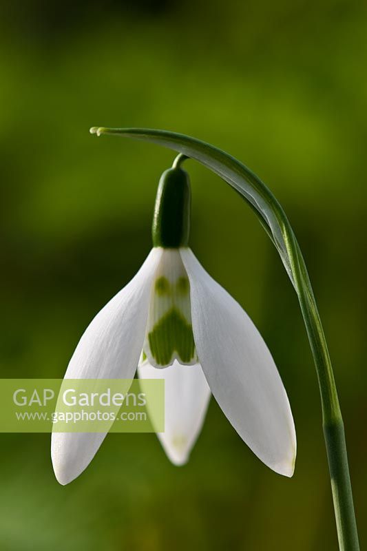 Galanthus nivalis 'Long Drop' perce-neige commun hiver printemps fleur bulbe nain blanc vert janvier bloom blossom