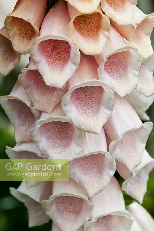 Digitalis purpurea 'Apricot'