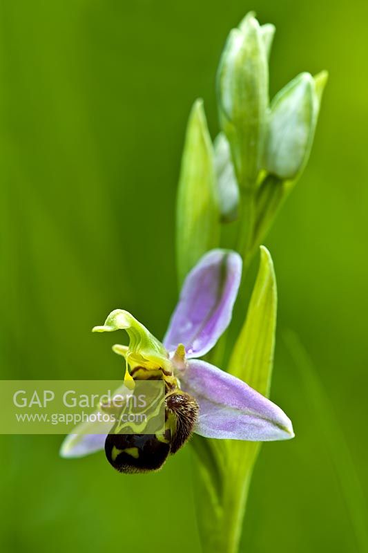 Ophrys apifera abeille orchidée fleur d'été sauvage champ de prairie indigène vivace juin fleur closeup close-up East Sussex