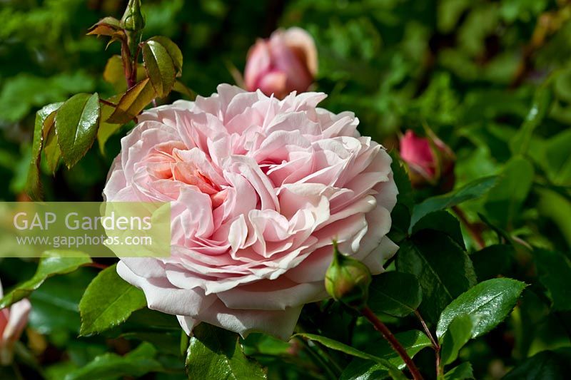 Rosa 'Joie de Vivre' floribunda rose
