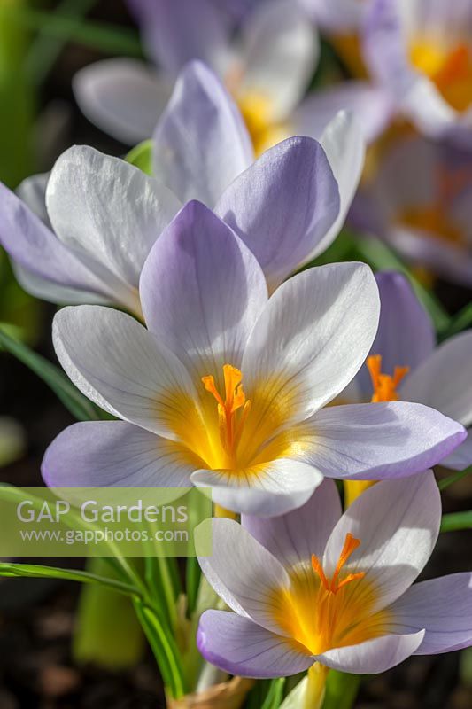 Crocus sieberi 'Firefly'