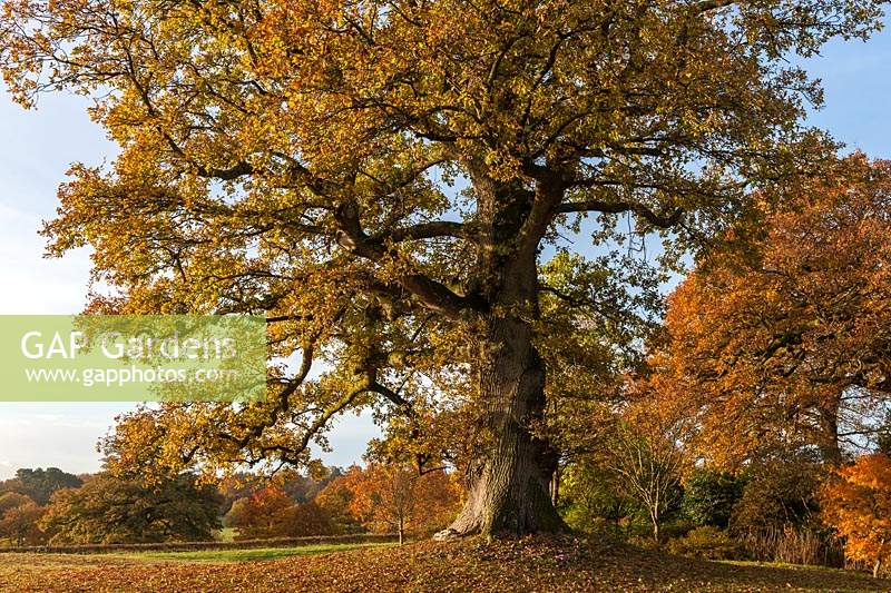 Quercus robur vintage chêne anglais